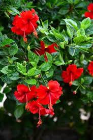 How to Care for Hibiscus Plants in Summer? (5 Expert Tips for Big Blooms)
